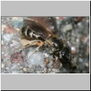 Lasioglossum sexstrigatum - Furchenbiene 09a 5mm gefolgt von Nomada sheppardana - Terasse det.jpg